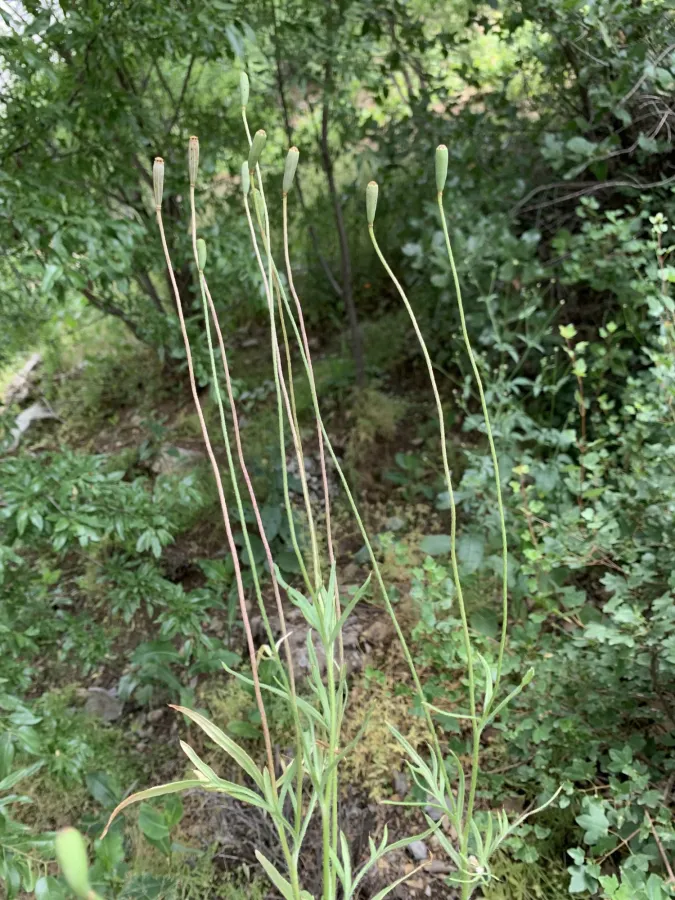 Papaver dubium