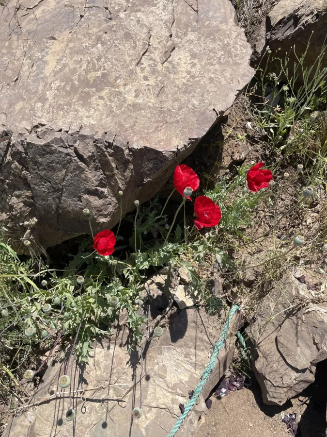 Papaver glaucum