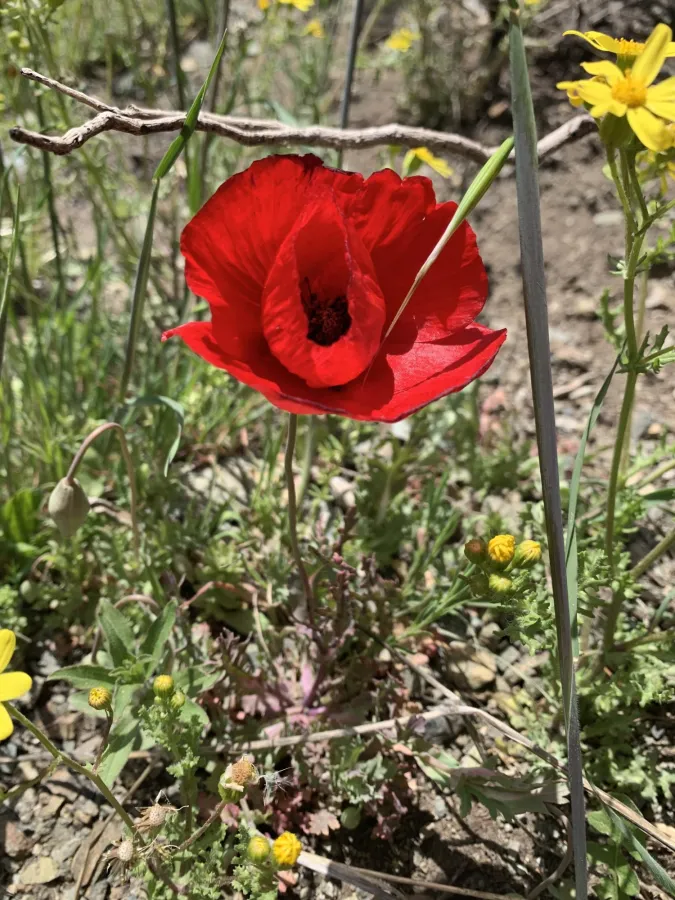 Papaver glaucum