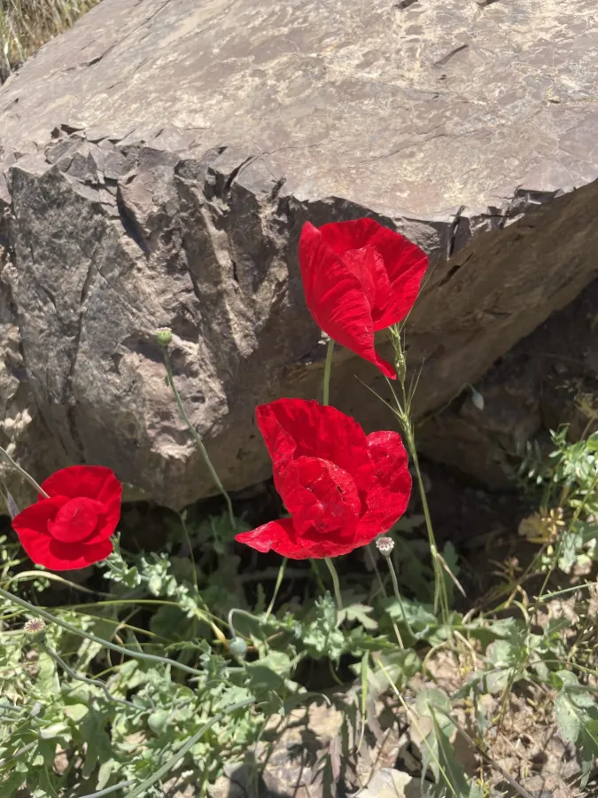 Papaver glaucum