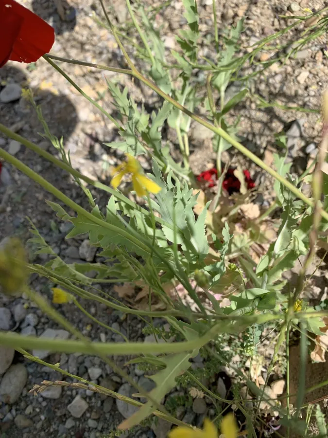Papaver glaucum
