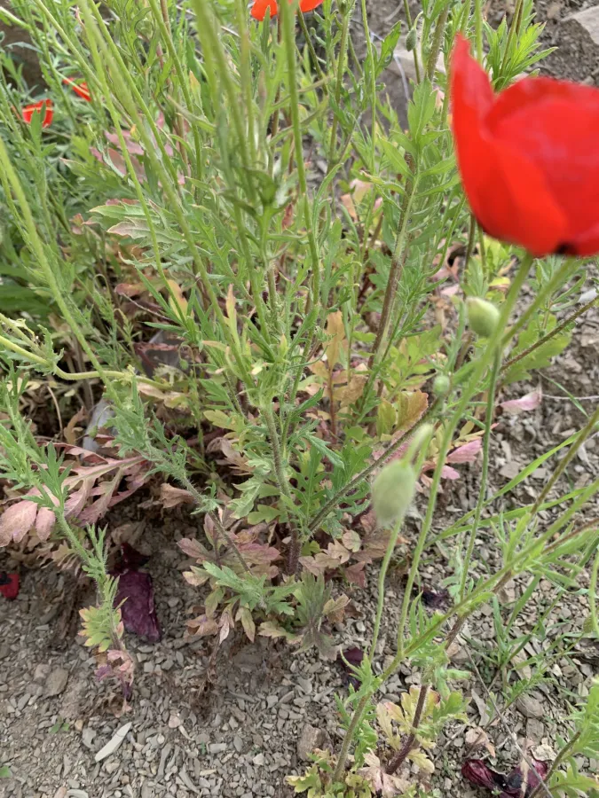 Papaver macrostomum