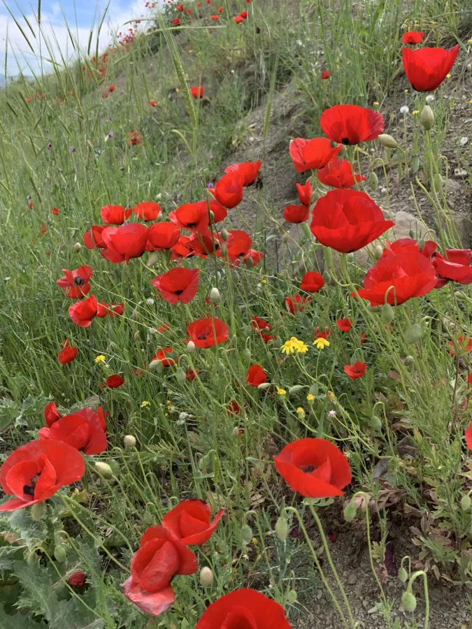 Papaver macrostomum