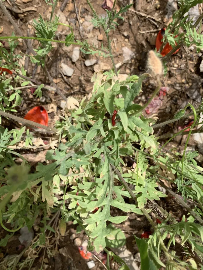 Papaver macrostomum