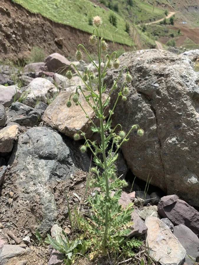 Papaver persicum