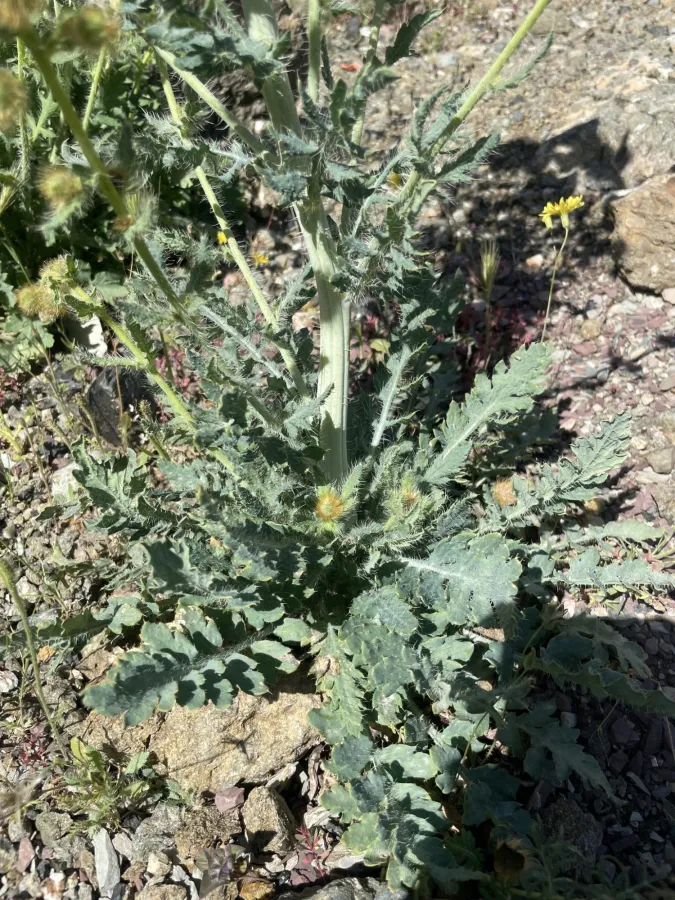 Papaver persicum
