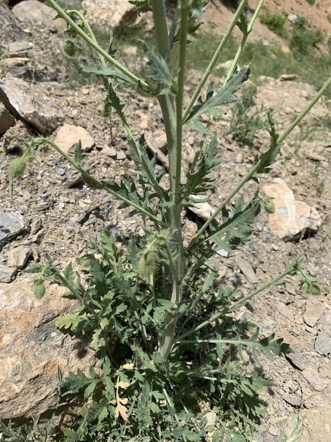 Papaver persicum