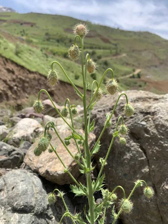 Papaver persicum