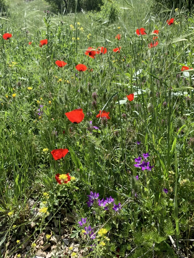 Papaver rhoeas