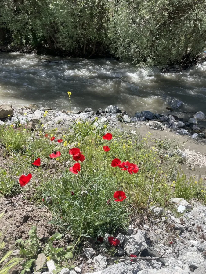 Papaver rhoeas