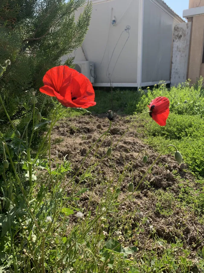 Papaver rhoeas