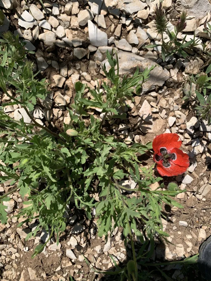Papaver rhoeas
