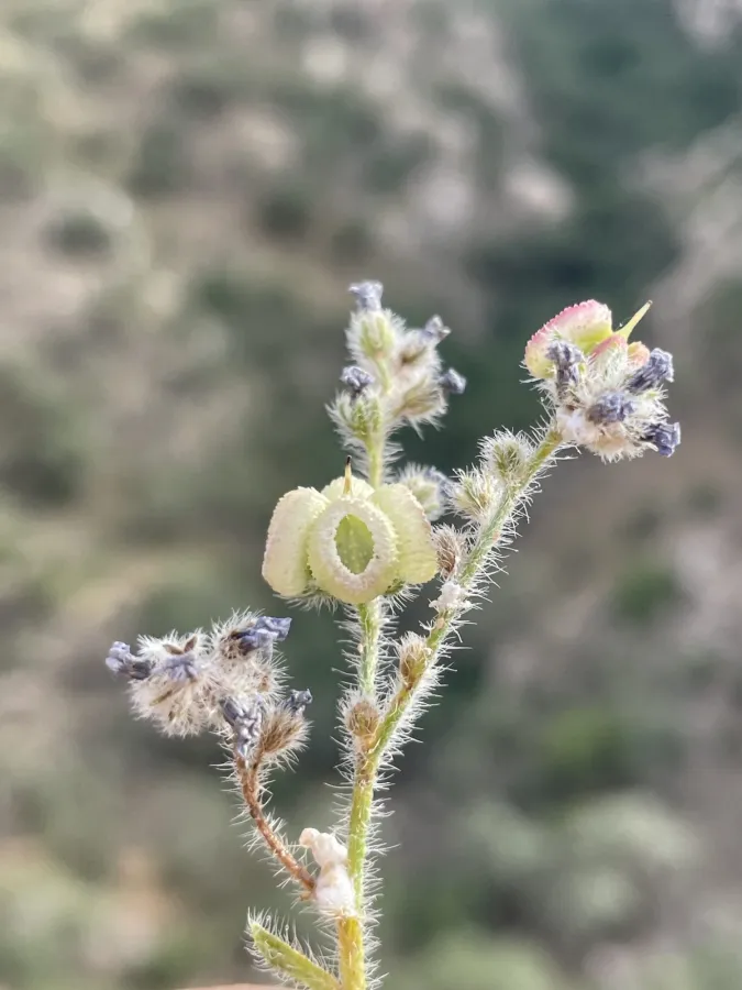 Paracaryum sintenisii