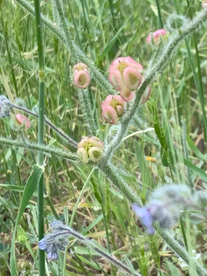 Paracaryum sintenisii