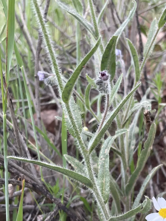 Paracaryum strictum