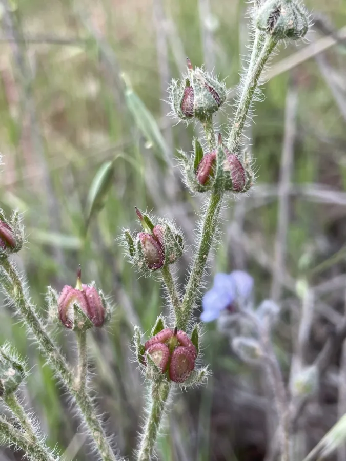 Paracaryum strictum
