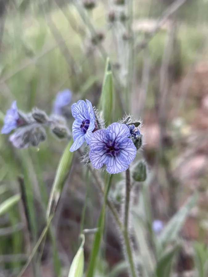 Paracaryum strictum