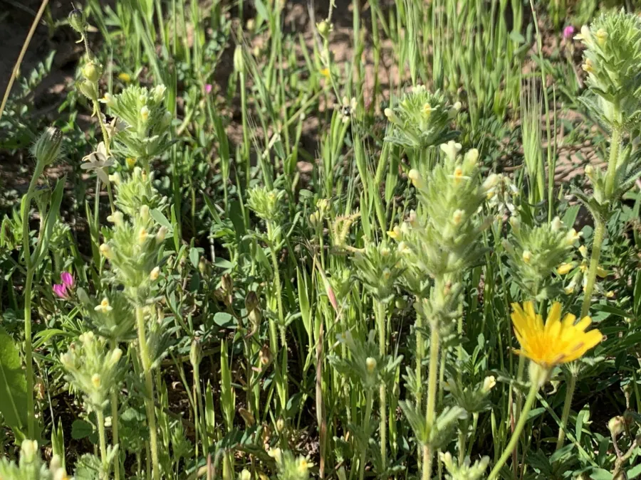 Parentucellia flaviflora