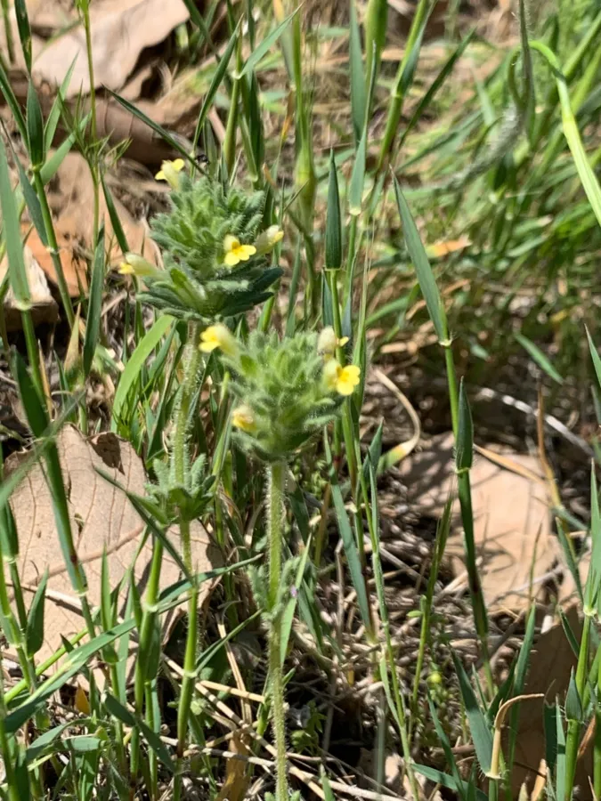Parentucellia flaviflora