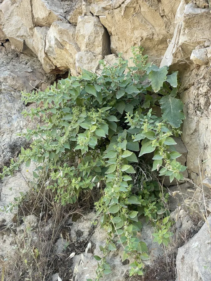 Parietaria judaica