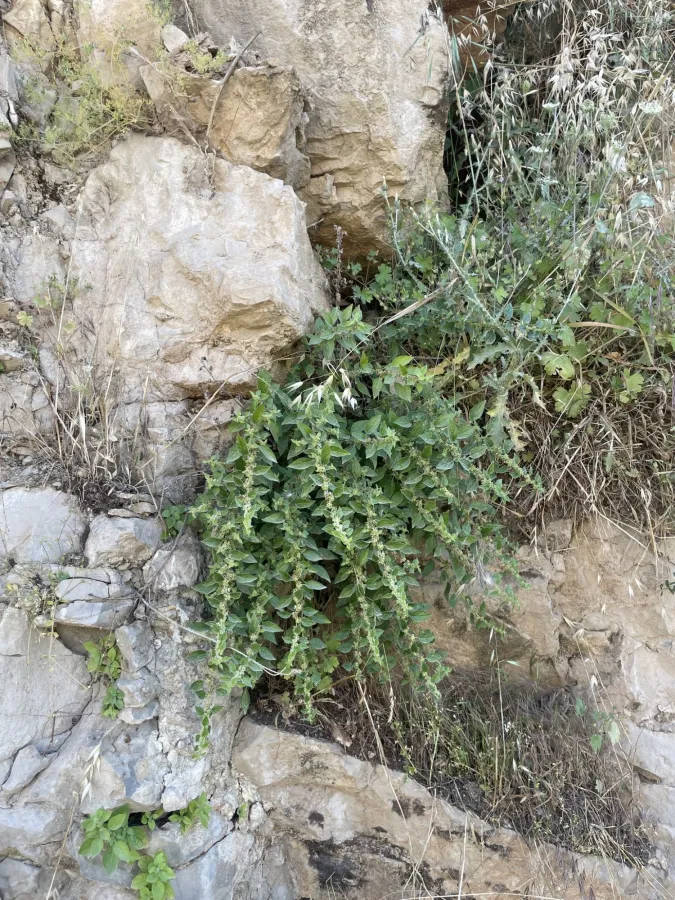 Parietaria judaica