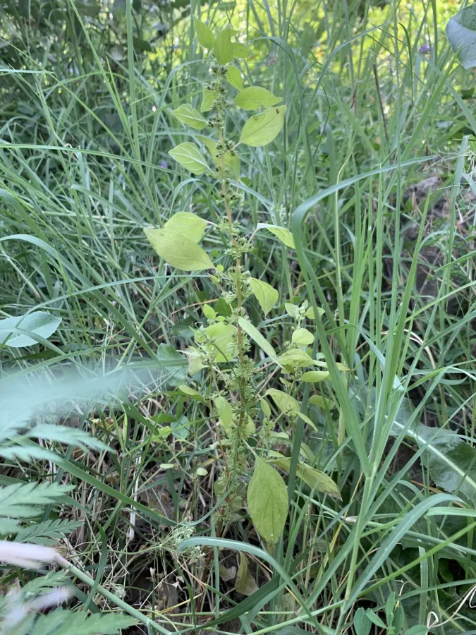 Parietaria judaica