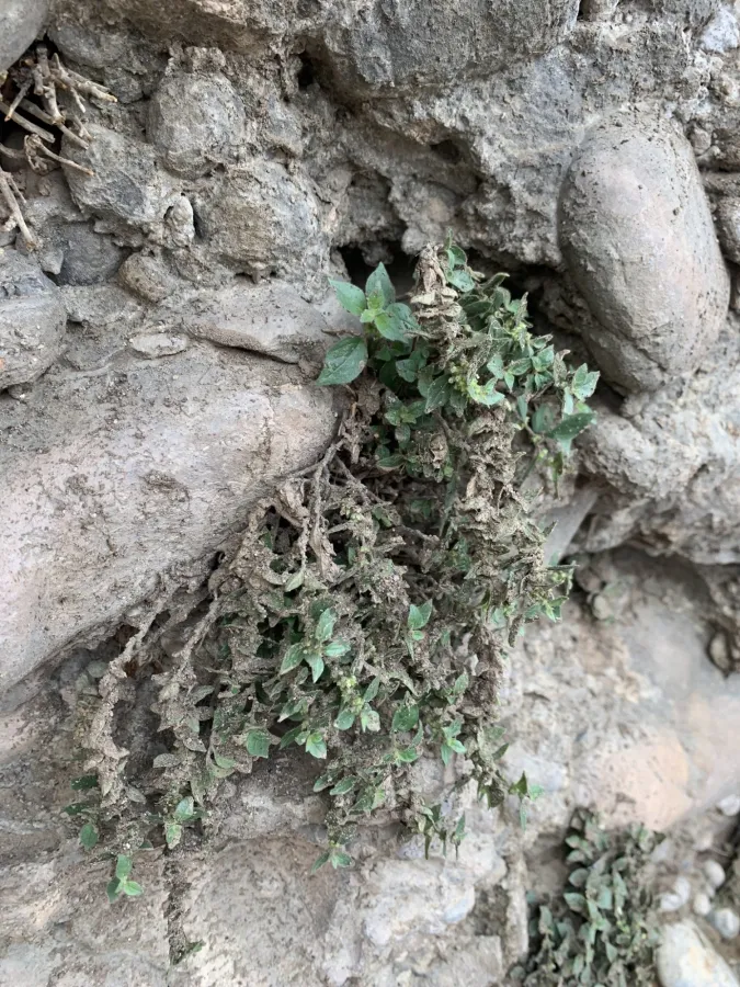 Parietaria judaica