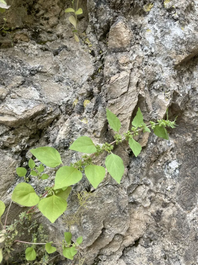 Parietaria lusitanica