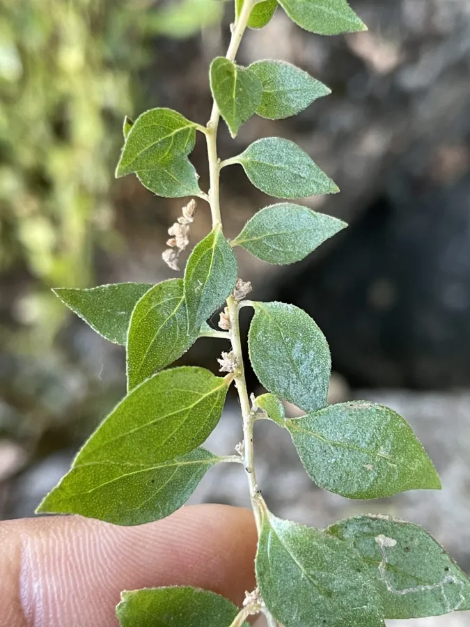 Parietaria lusitanica