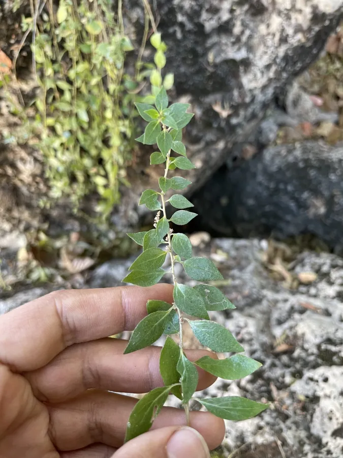 Parietaria lusitanica
