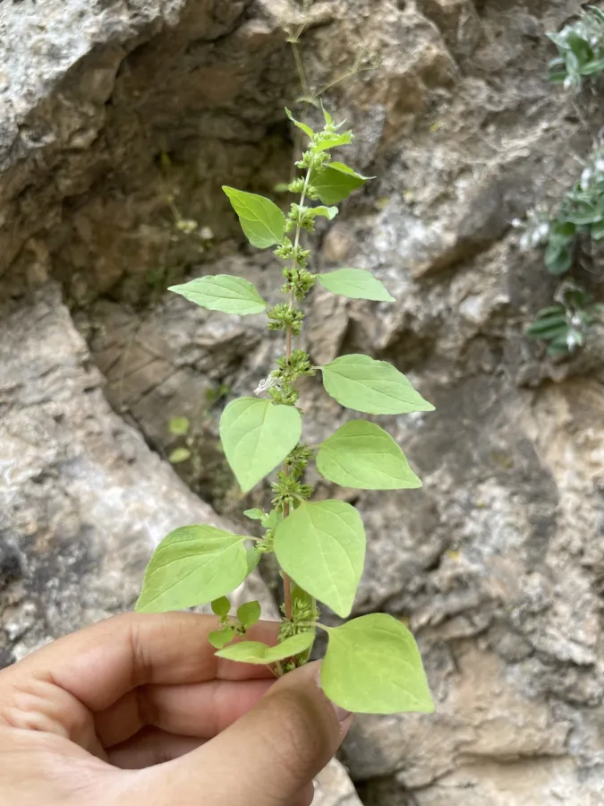 Parietaria lusitanica