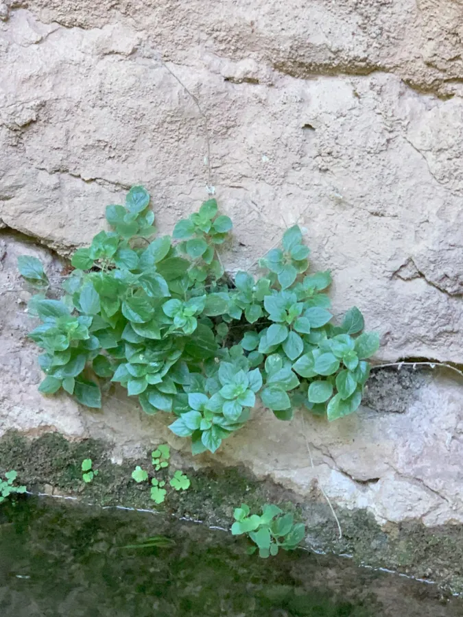 Parietaria rechingeri