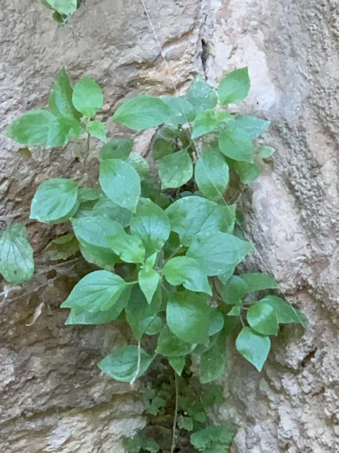 Parietaria rechingeri