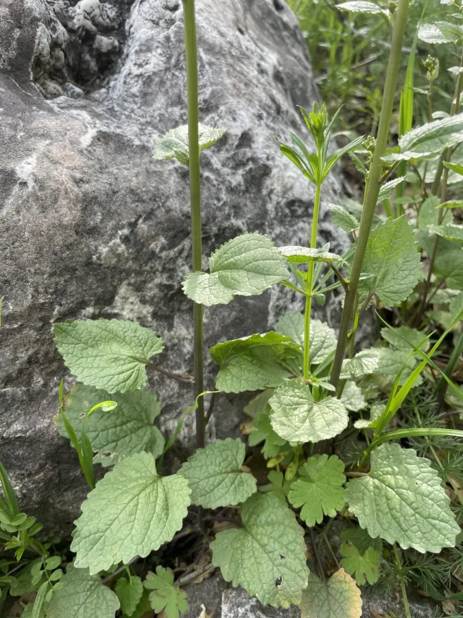 Parlatoria cakiloidea