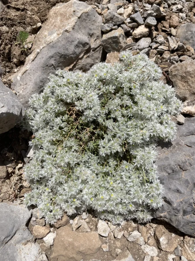 Paronychia kurdica