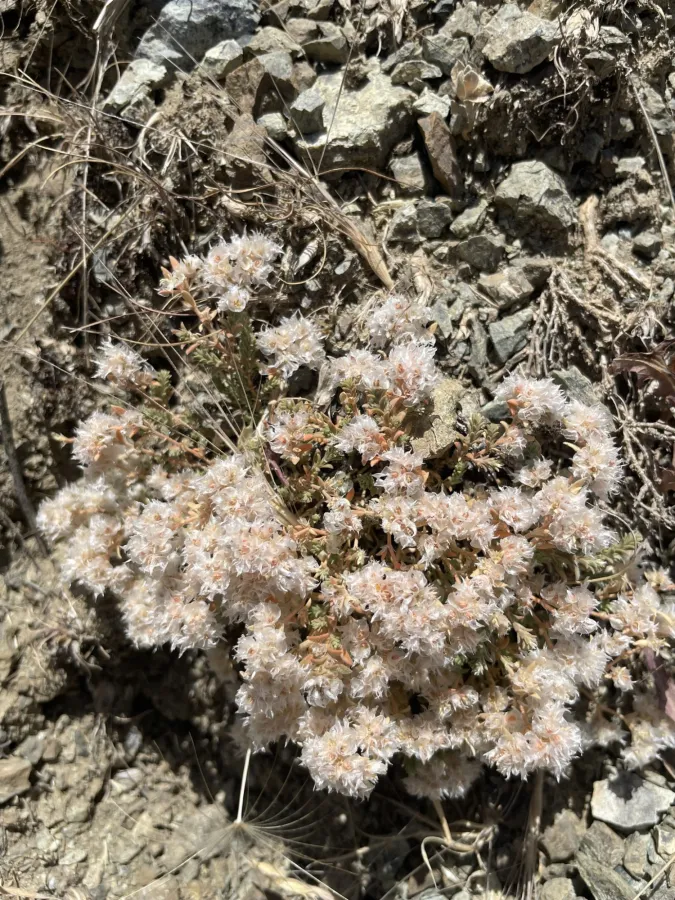 Paronychia kurdica