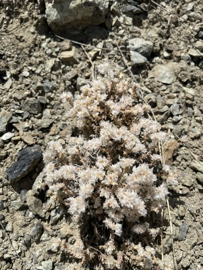 Paronychia kurdica