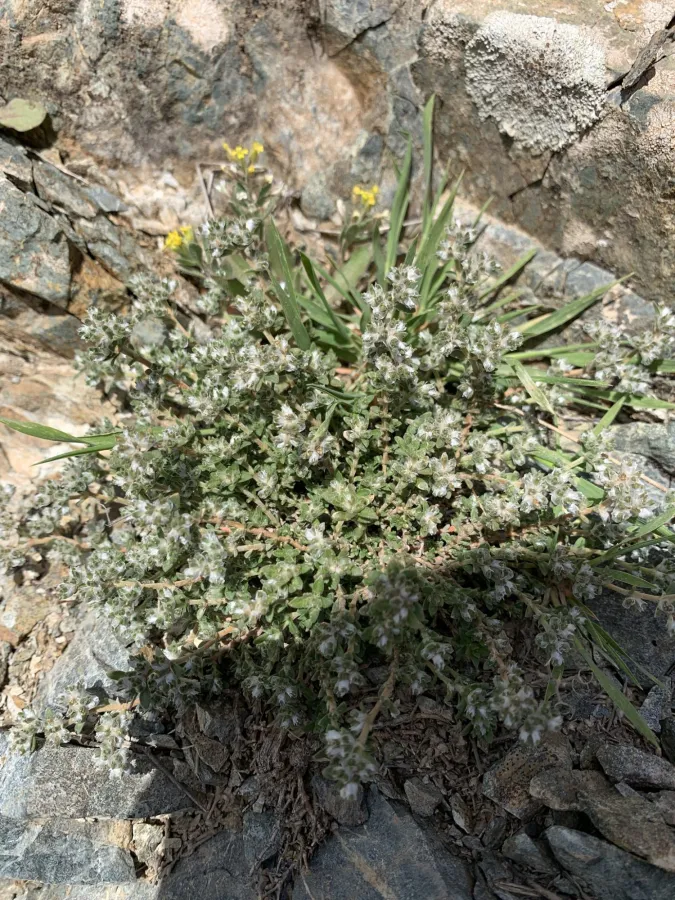 Paronychia kurdica