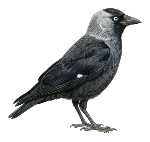 Western Jackdaw