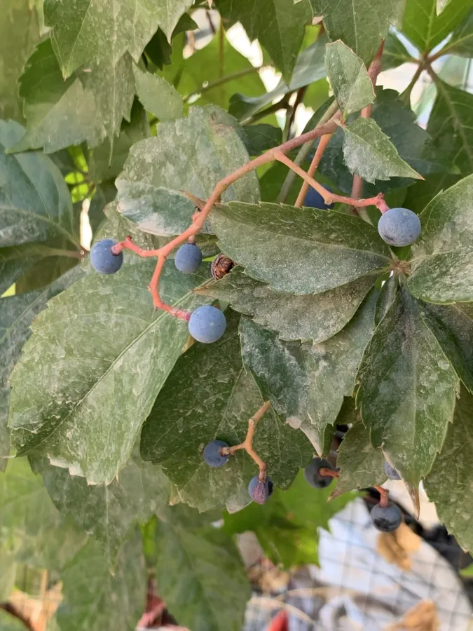 Parthenocissus quinquefolia