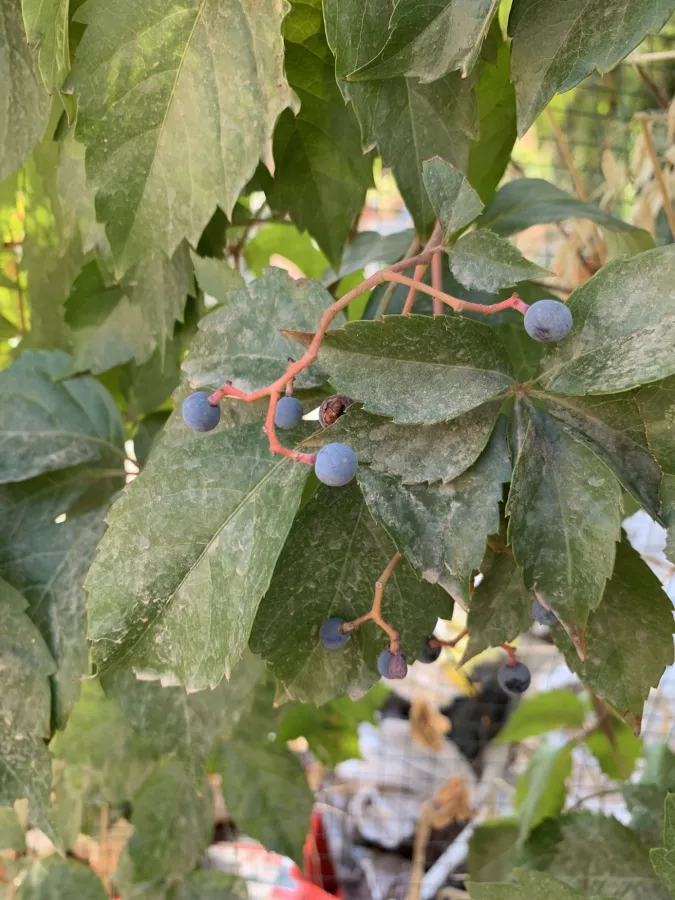 Parthenocissus quinquefolia