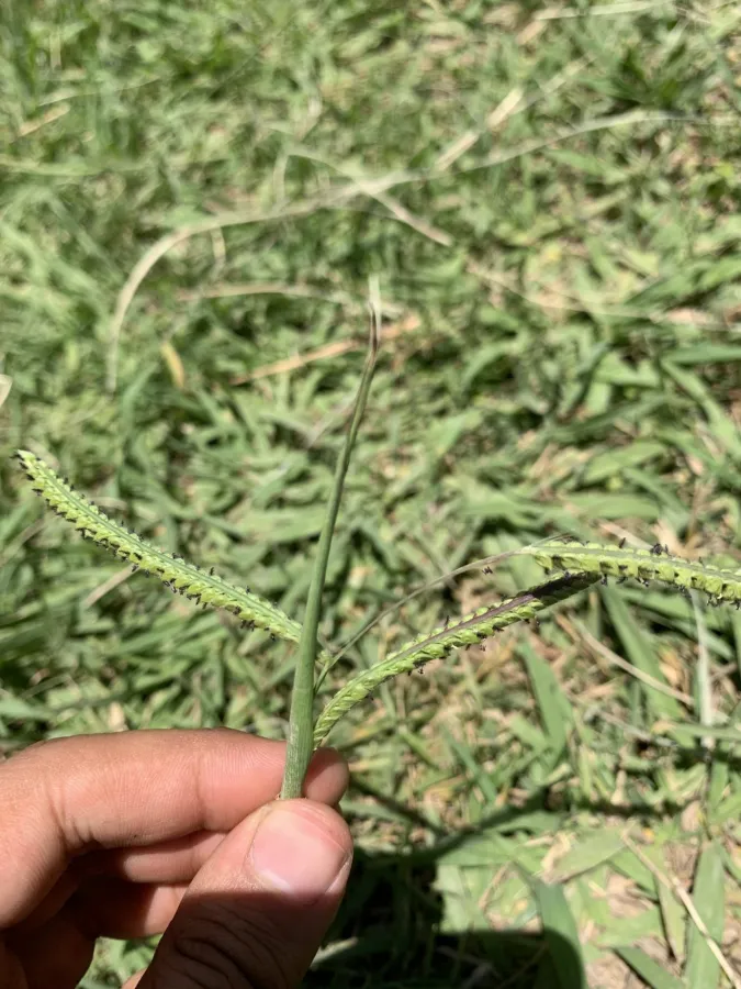 Paspalum dilatatum