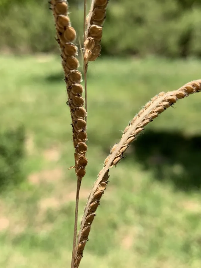 Paspalum dilatatum