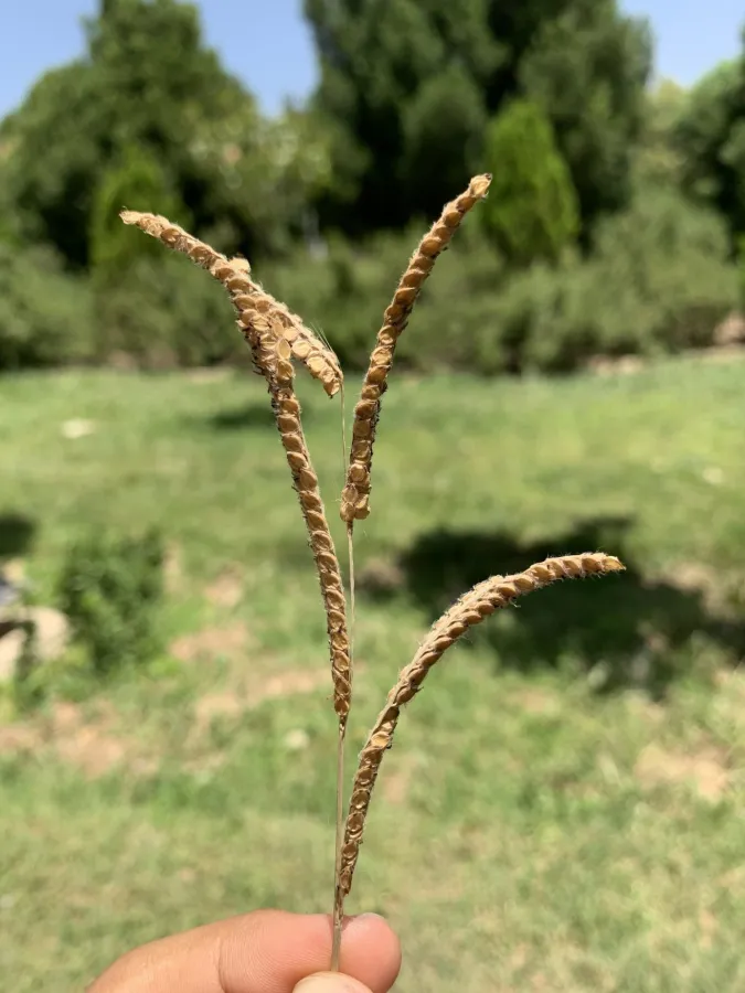Paspalum dilatatum