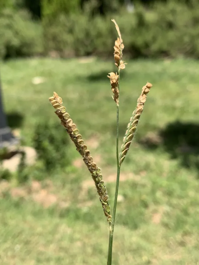 Paspalum dilatatum