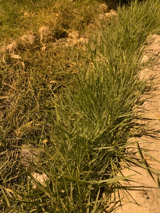 Paspalum distichum