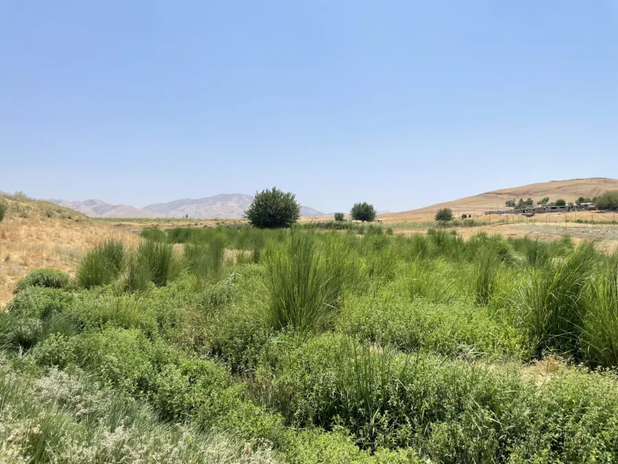Paspalum distichum