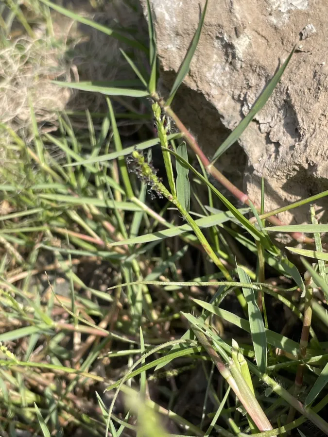 Paspalum distichum