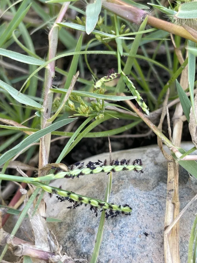 Paspalum distichum