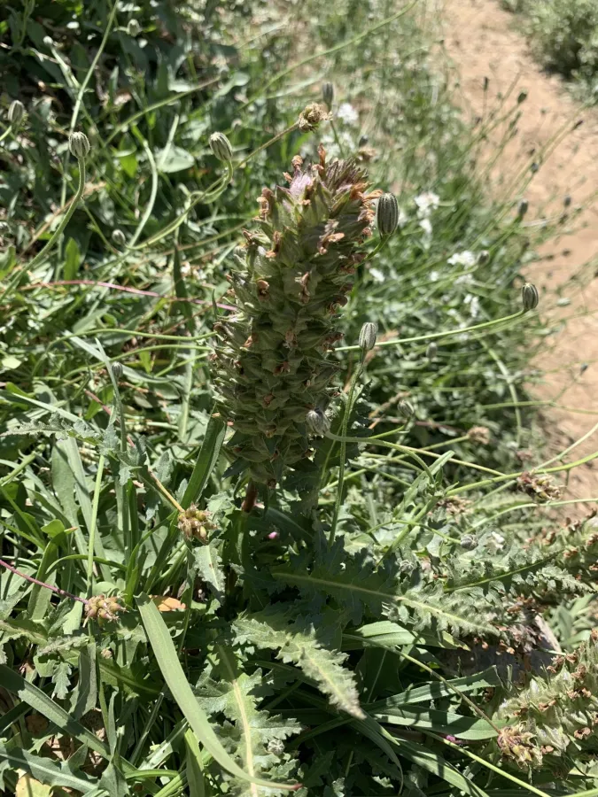 Pedicularis pycnantha
